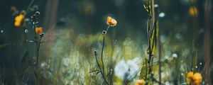 Preview wallpaper flowers, grass, meadow, macro, focus