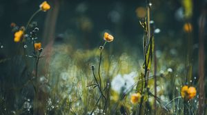 Preview wallpaper flowers, grass, meadow, macro, focus