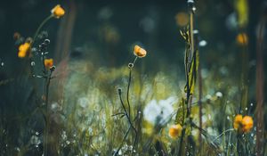 Preview wallpaper flowers, grass, meadow, macro, focus