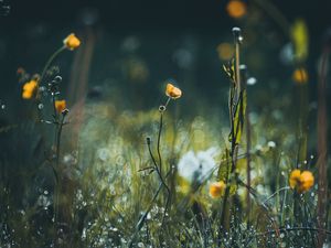 Preview wallpaper flowers, grass, meadow, macro, focus