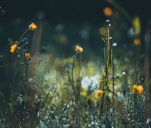 Preview wallpaper flowers, grass, meadow, macro, focus