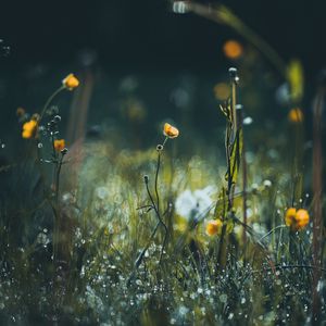 Preview wallpaper flowers, grass, meadow, macro, focus