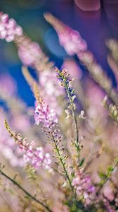 Preview wallpaper flowers, grass, meadow, flashing