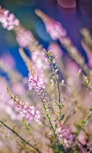 Preview wallpaper flowers, grass, meadow, flashing