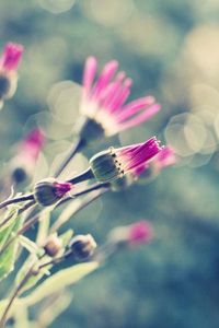 Preview wallpaper flowers, grass, meadow, glare