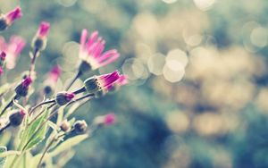 Preview wallpaper flowers, grass, meadow, glare