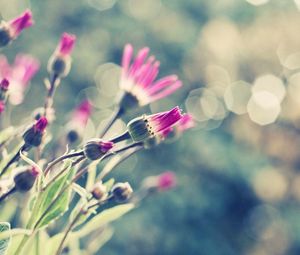 Preview wallpaper flowers, grass, meadow, glare