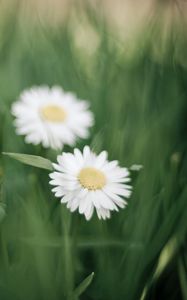 Preview wallpaper flowers, grass, petals