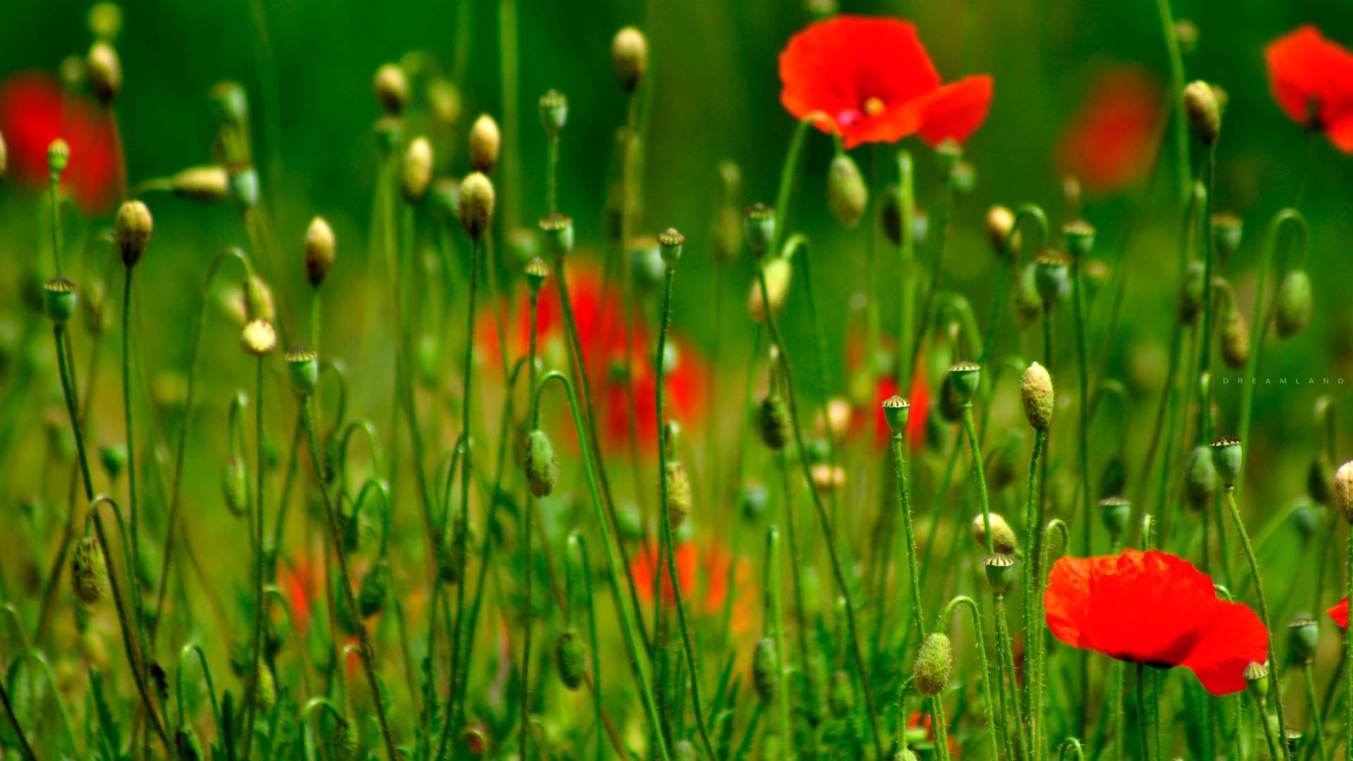 Download wallpaper 1920x1080 flowers, grass, petals, red hd background