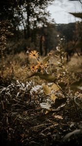 Preview wallpaper flowers, grass, plants, wild, autumn, landscape