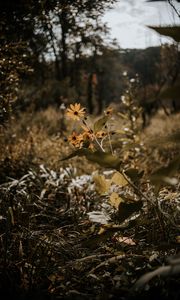 Preview wallpaper flowers, grass, plants, wild, autumn, landscape