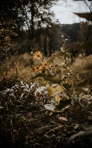 Preview wallpaper flowers, grass, plants, wild, autumn, landscape