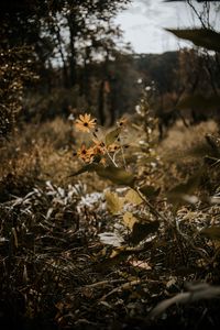 Preview wallpaper flowers, grass, plants, wild, autumn, landscape