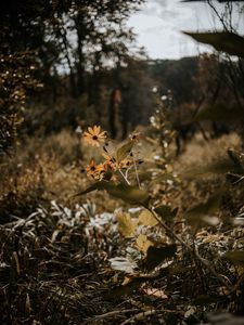 Preview wallpaper flowers, grass, plants, wild, autumn, landscape