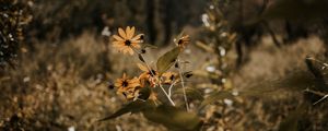 Preview wallpaper flowers, grass, plants, wild, autumn, landscape