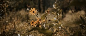 Preview wallpaper flowers, grass, plants, wild, autumn, landscape