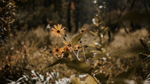 Preview wallpaper flowers, grass, plants, wild, autumn, landscape