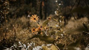 Preview wallpaper flowers, grass, plants, wild, autumn, landscape