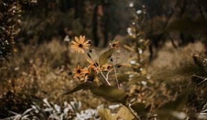 Preview wallpaper flowers, grass, plants, wild, autumn, landscape