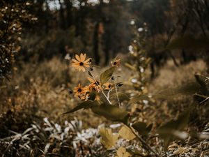 Preview wallpaper flowers, grass, plants, wild, autumn, landscape