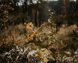 Preview wallpaper flowers, grass, plants, wild, autumn, landscape