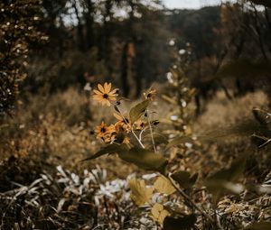 Preview wallpaper flowers, grass, plants, wild, autumn, landscape