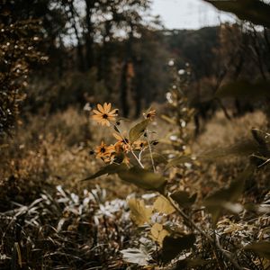 Preview wallpaper flowers, grass, plants, wild, autumn, landscape