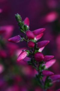 Preview wallpaper flowers, grass, reflections, colorful