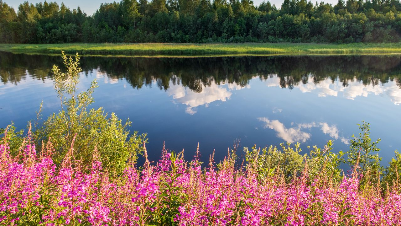 Wallpaper flowers, grass, river, reflection, nature