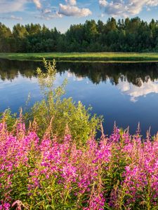 Preview wallpaper flowers, grass, river, reflection, nature