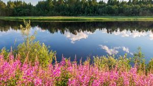 Preview wallpaper flowers, grass, river, reflection, nature