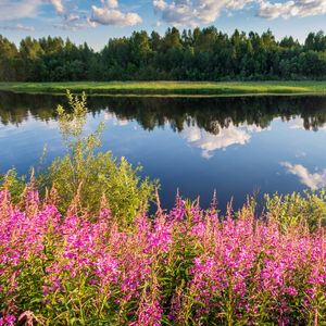 Preview wallpaper flowers, grass, river, reflection, nature