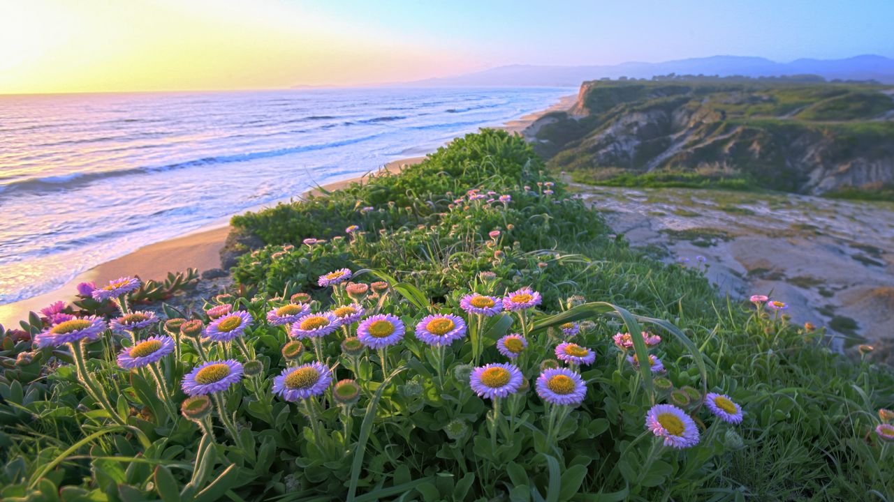 Wallpaper flowers, grass, sea, mountains, nature