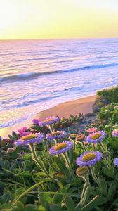 Preview wallpaper flowers, grass, sea, mountains, nature