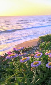 Preview wallpaper flowers, grass, sea, mountains, nature