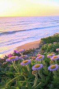 Preview wallpaper flowers, grass, sea, mountains, nature