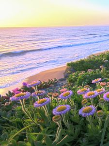 Preview wallpaper flowers, grass, sea, mountains, nature