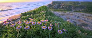 Preview wallpaper flowers, grass, sea, mountains, nature