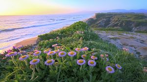 Preview wallpaper flowers, grass, sea, mountains, nature