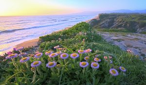 Preview wallpaper flowers, grass, sea, mountains, nature