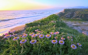 Preview wallpaper flowers, grass, sea, mountains, nature