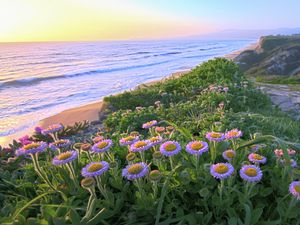 Preview wallpaper flowers, grass, sea, mountains, nature