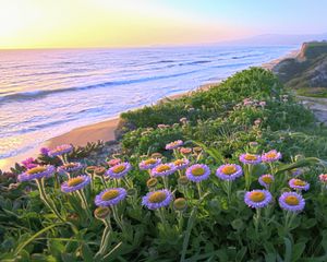 Preview wallpaper flowers, grass, sea, mountains, nature