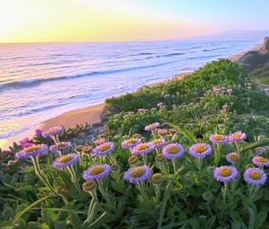 Preview wallpaper flowers, grass, sea, mountains, nature