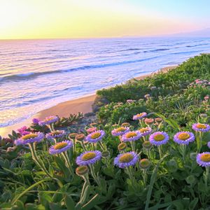 Preview wallpaper flowers, grass, sea, mountains, nature