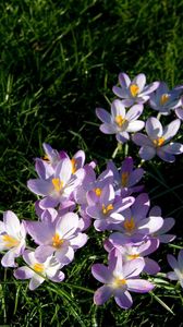 Preview wallpaper flowers, grass, small