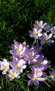 Preview wallpaper flowers, grass, small