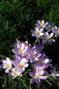 Preview wallpaper flowers, grass, small