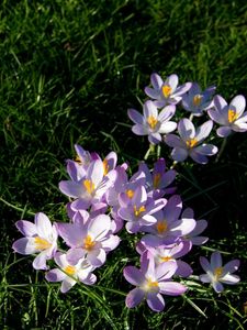 Preview wallpaper flowers, grass, small