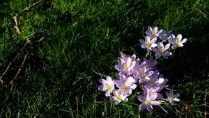 Preview wallpaper flowers, grass, small